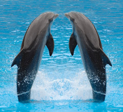 Synchronise MySQL databases with PHP